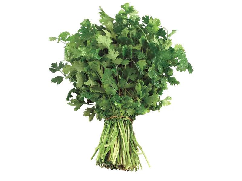 Cilantro