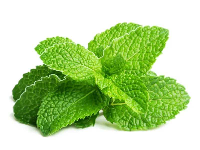 Hierbabuena fresca