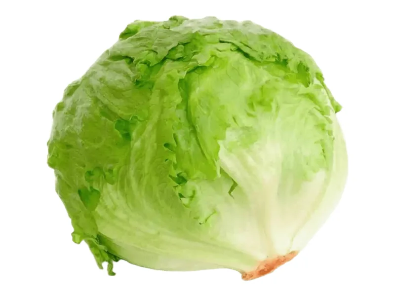 Lechuga batavia