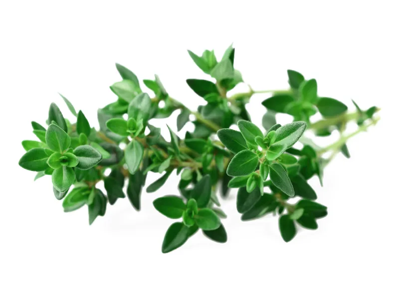 Mejorana fresca