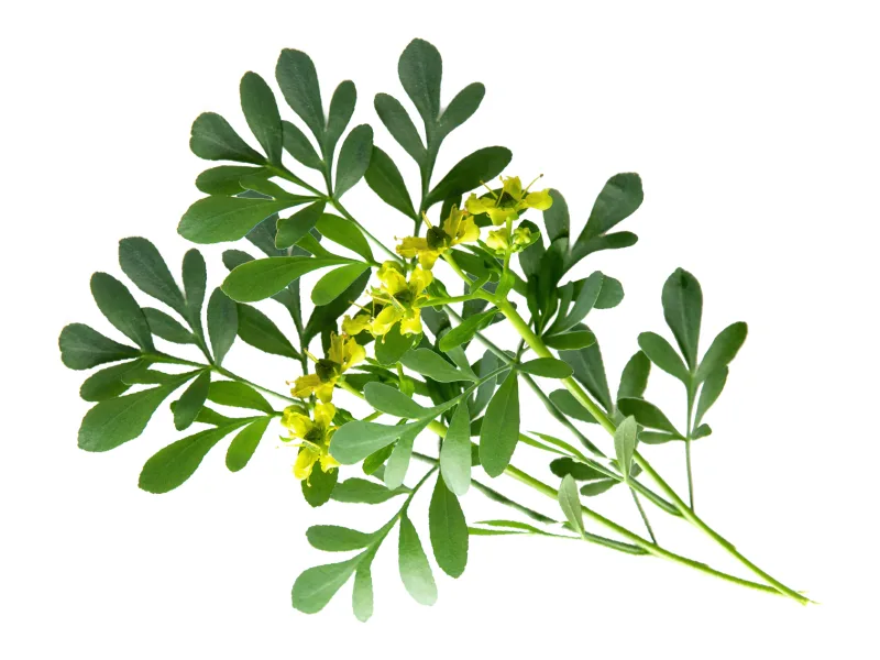 Ruda fresca